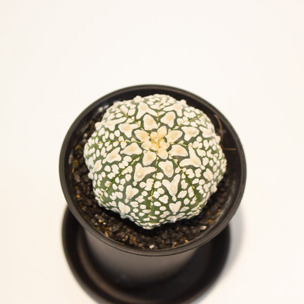 Astrophytum Asterias 7.5cm H12cm