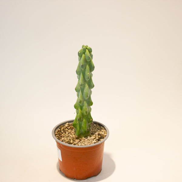 Booby Cactus' - Myrtillocactus Geometrizans Fukurokuryuzinboku 13cm H25cm