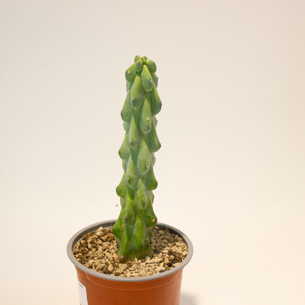 Booby Cactus' - Myrtillocactus Geometrizans Fukurokuryuzinboku 13cm H25cm