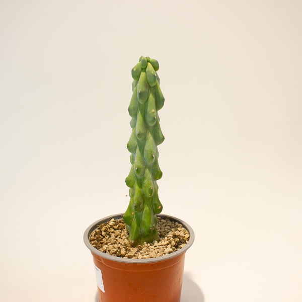 Booby Cactus' - Myrtillocactus Geometrizans Fukurokuryuzinboku 13cm H25cm