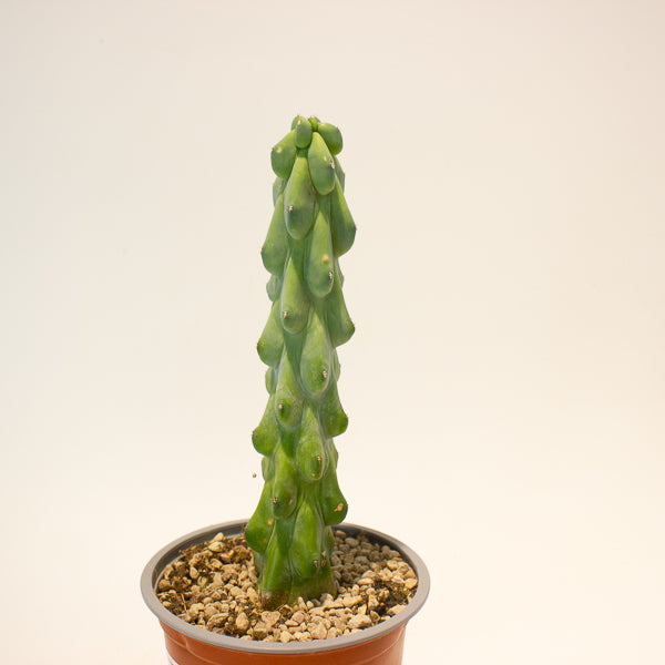 Booby Cactus' - Myrtillocactus Geometrizans Fukurokuryuzinboku 13cm H25cm