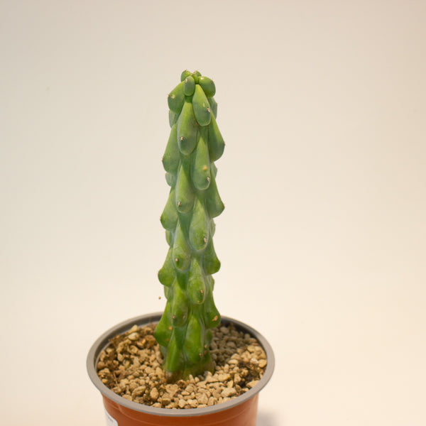 Booby Cactus' - Myrtillocactus Geometrizans Fukurokuryuzinboku 13cm H25cm