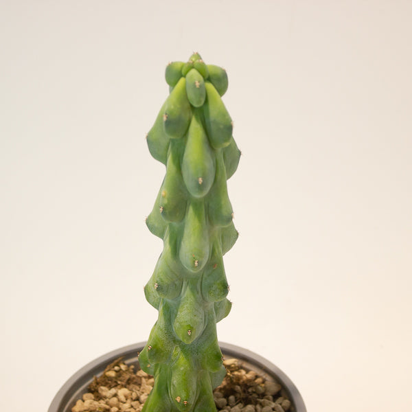 Booby Cactus' - Myrtillocactus Geometrizans Fukurokuryuzinboku 13cm H25cm