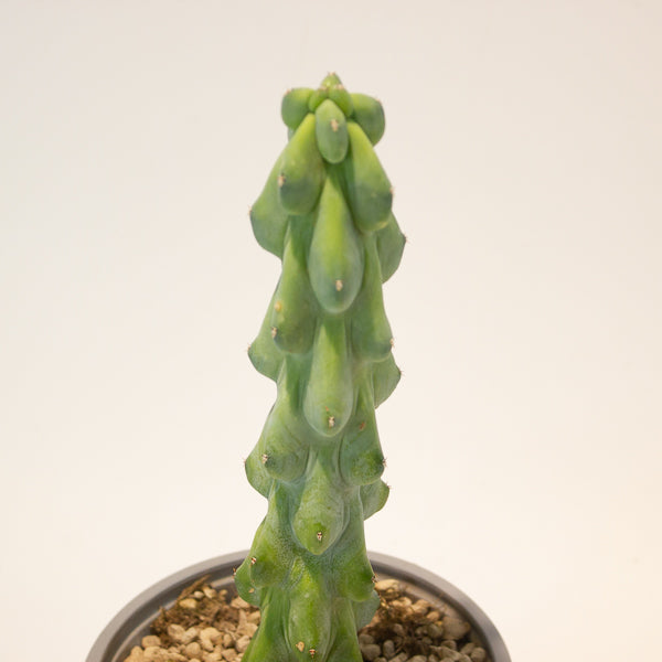 Booby Cactus' - Myrtillocactus Geometrizans Fukurokuryuzinboku 13cm H25cm