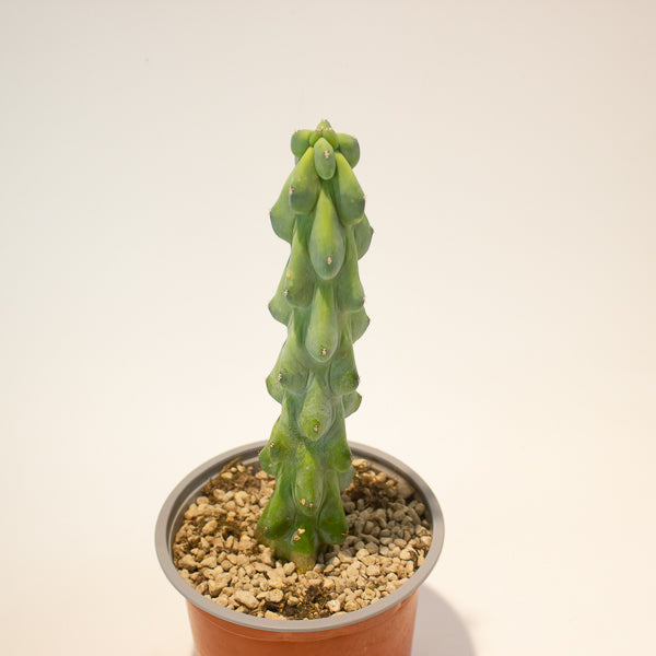 Booby Cactus' - Myrtillocactus Geometrizans Fukurokuryuzinboku 13cm H25cm