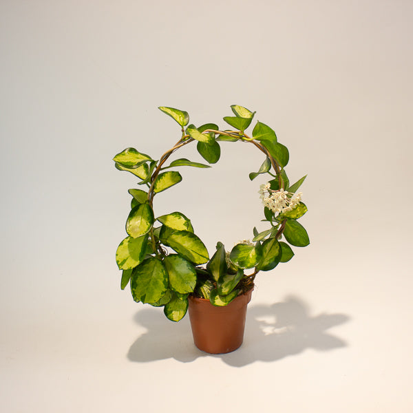 Hoya australis 'Lisa' 12cm H45cm