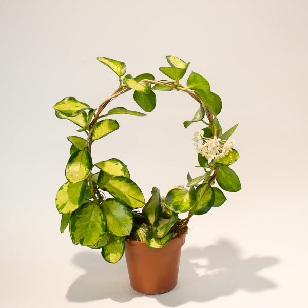 Hoya australis 'Lisa' 12cm H45cm