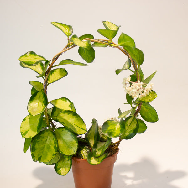 Hoya australis 'Lisa' 12cm H45cm