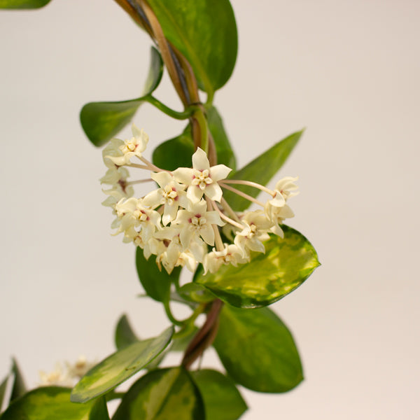 Hoya australis 'Lisa' 12cm H45cm