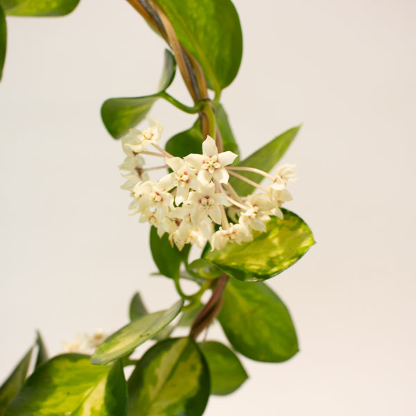 Hoya australis 'Lisa' 12cm H45cm