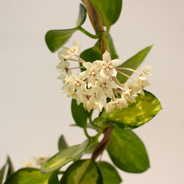 Hoya australis 'Lisa' 12cm H45cm