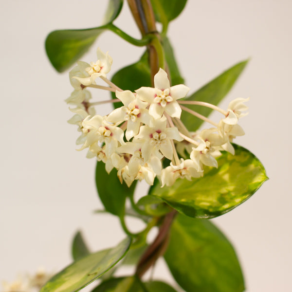 Hoya australis 'Lisa' 12cm H45cm
