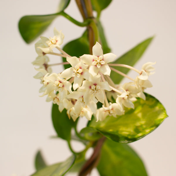 Hoya australis 'Lisa' 12cm H45cm