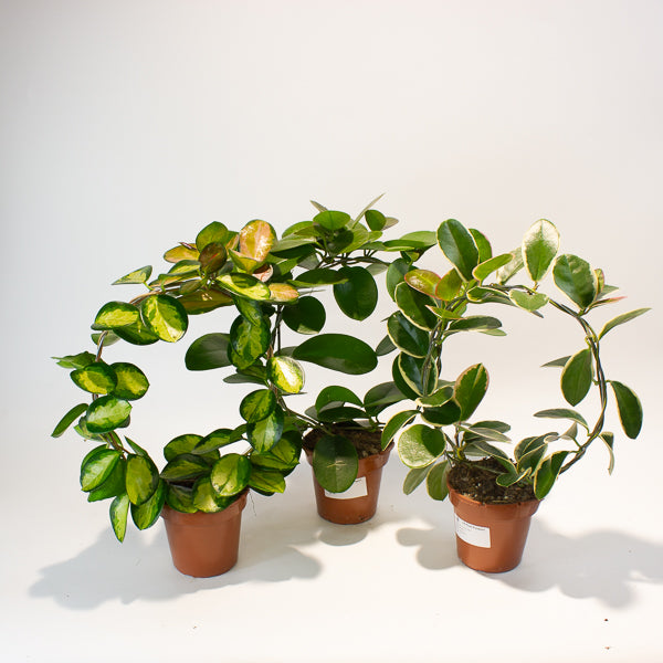 Hoya australis mixed  - Choose One from our selection 12cm H45cm