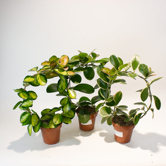 Hoya australis mixed  - Choose One from our selection 12cm H45cm