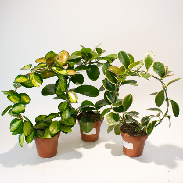 Hoya australis mixed  - Choose One from our selection 12cm H45cm