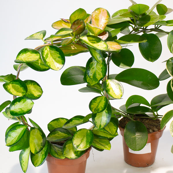 Hoya australis mixed  - Choose One from our selection 12cm H45cm