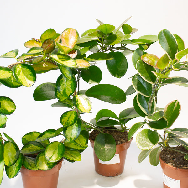 Hoya australis mixed  - Choose One from our selection 12cm H45cm