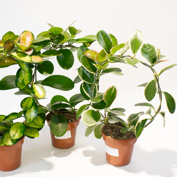 Hoya australis mixed  - Choose One from our selection 12cm H45cm