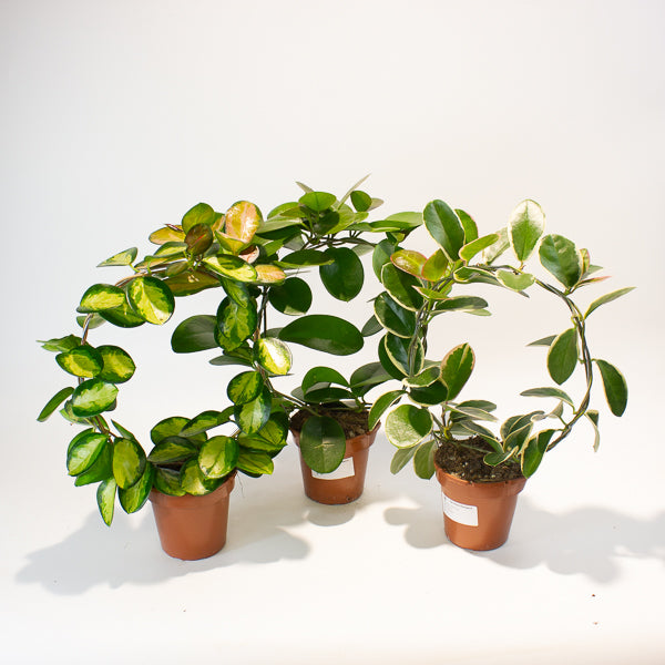 Hoya australis mixed  - Choose One from our selection 12cm H45cm