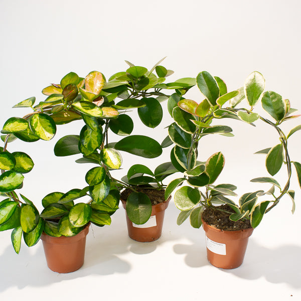 Hoya australis mixed  - Choose One from our selection 12cm H45cm