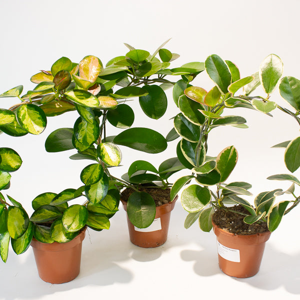 Hoya australis mixed  - Choose One from our selection 12cm H45cm