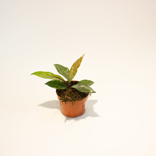 hoya carnosa stardust 10.5cm H15cm