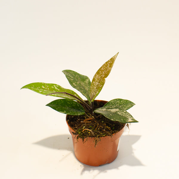 hoya carnosa stardust 10.5cm H15cm