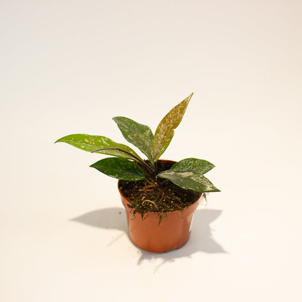 hoya carnosa stardust 10.5cm H15cm