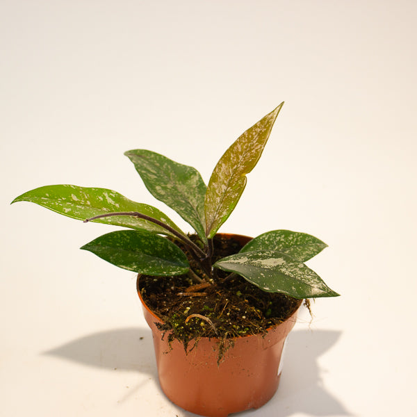 hoya carnosa stardust 10.5cm H15cm