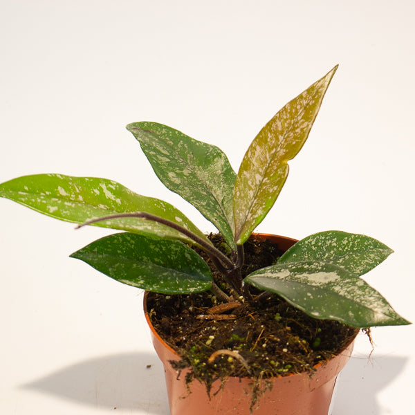 hoya carnosa stardust 10.5cm H15cm