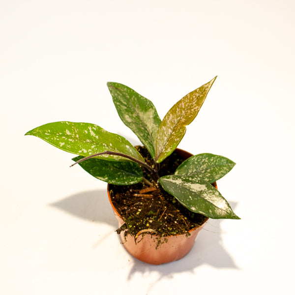 hoya carnosa stardust 10.5cm H15cm