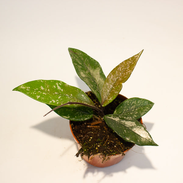 hoya carnosa stardust 10.5cm H15cm