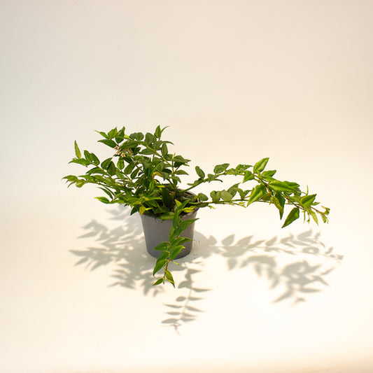 Hoya Bella 12cm H30cm
