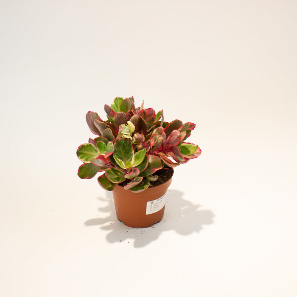 Kalanchoe Variegata 13cm H20cm