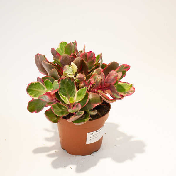 Kalanchoe Variegata 13cm H20cm