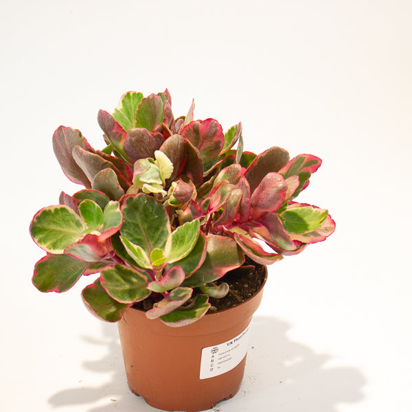 Kalanchoe Variegata 13cm H20cm