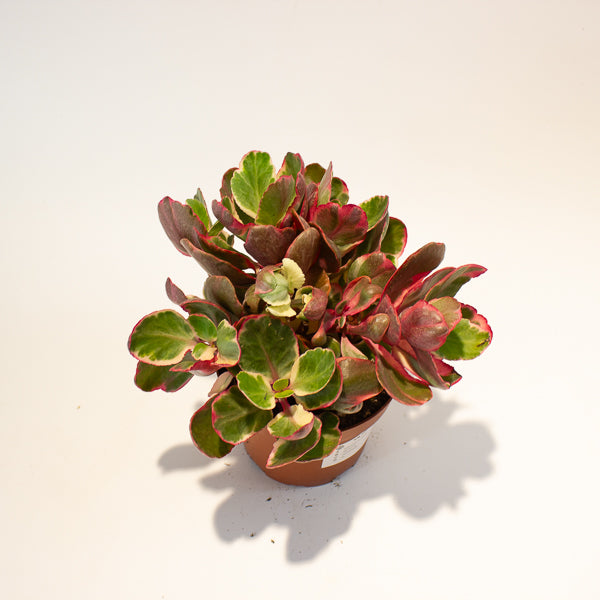 Kalanchoe Variegata 13cm H20cm