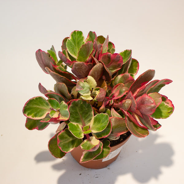 Kalanchoe Variegata 13cm H20cm