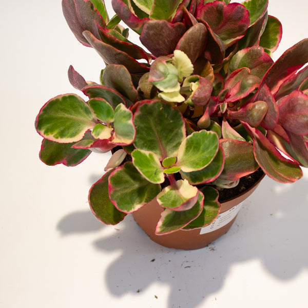 Kalanchoe Variegata 13cm H20cm