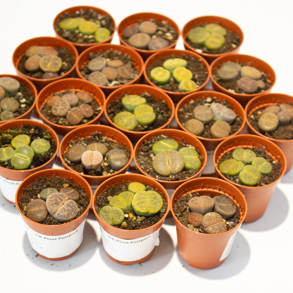 lithops  - Choose One from our selection 5.5cm H8cm