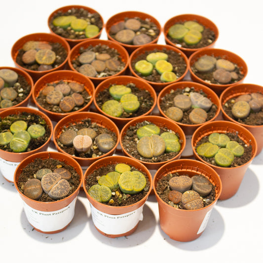 lithops  - Choose One from our selection 5.5cm H8cm