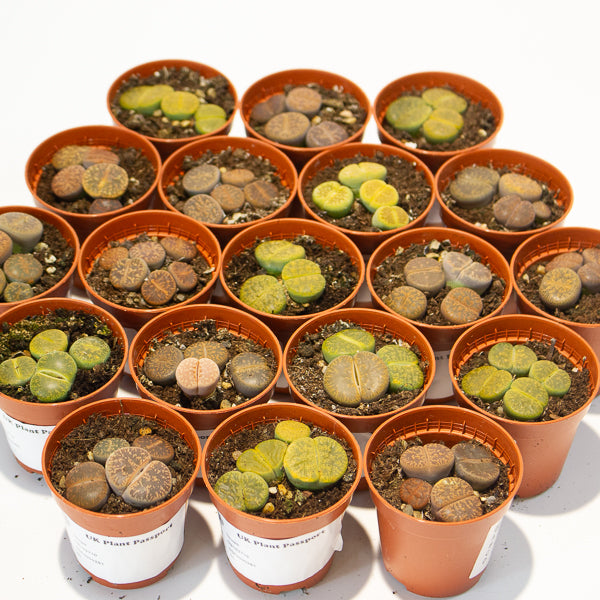 lithops  - Choose One from our selection 5.5cm H8cm