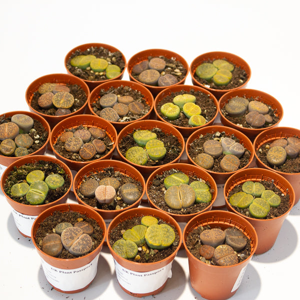 lithops  - Choose One from our selection 5.5cm H8cm