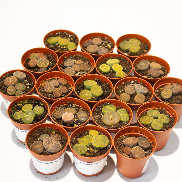 lithops  - Choose One from our selection 5.5cm H8cm