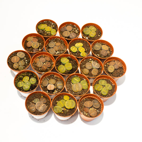 lithops  - Choose One from our selection 5.5cm H8cm