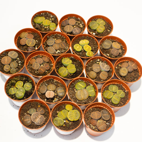 lithops  - Choose One from our selection 5.5cm H8cm