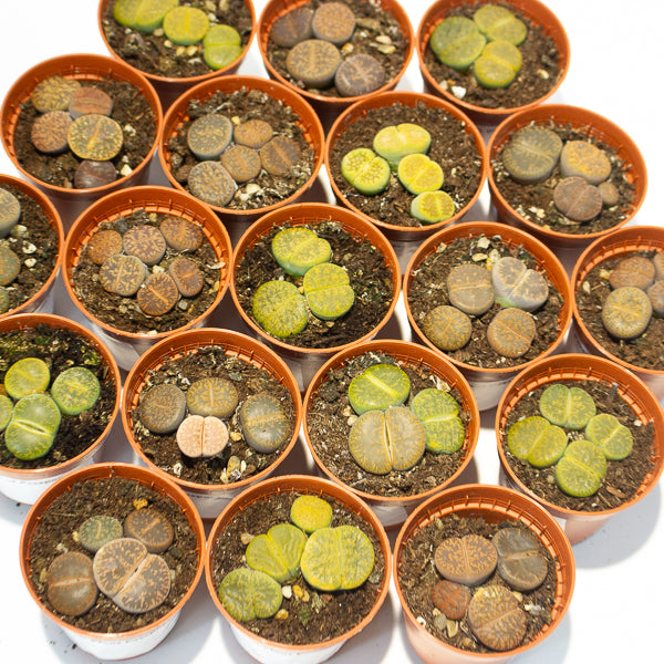 lithops  - Choose One from our selection 5.5cm H8cm