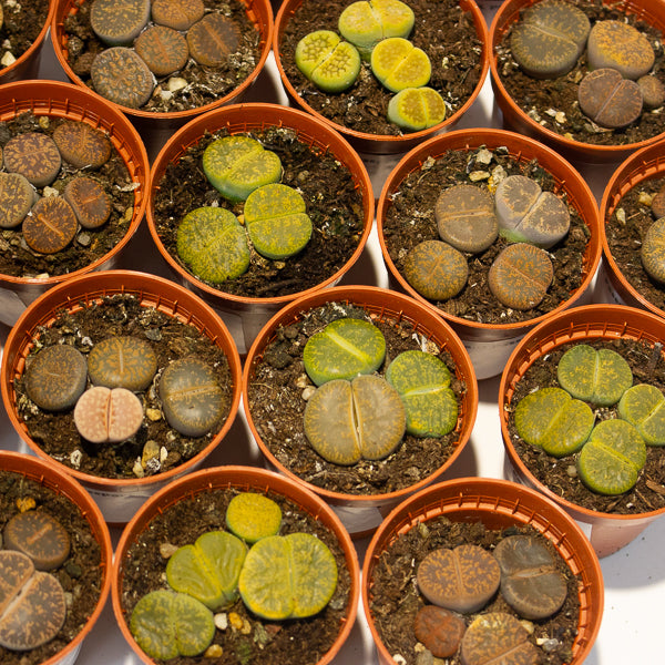 lithops  - Choose One from our selection 5.5cm H8cm