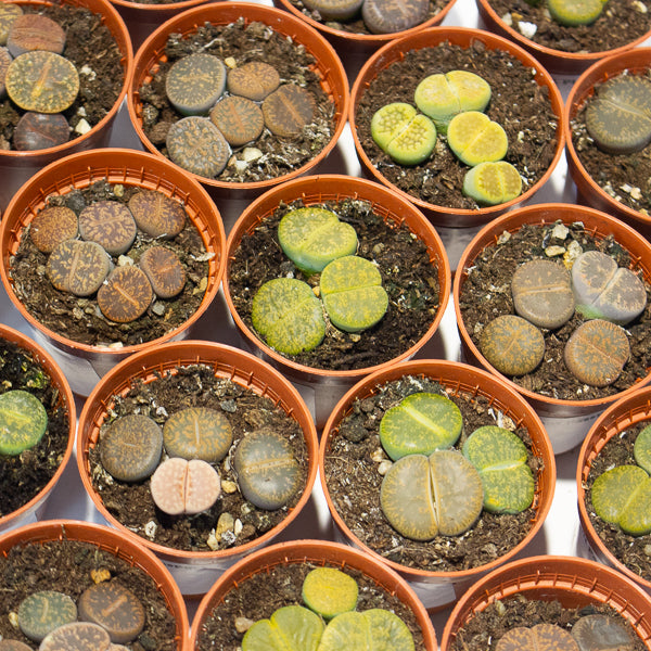 lithops  - Choose One from our selection 5.5cm H8cm